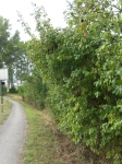 Zwetschgen